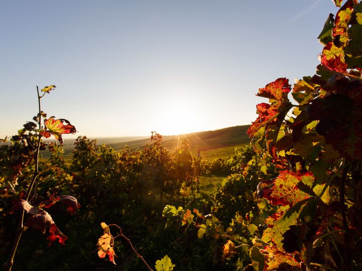 Herbstsonne im Weinberg von Rheinhessen  ©M. Rockstroh-Kruft