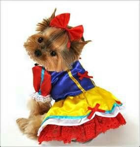 Adorable yorkie as snow white