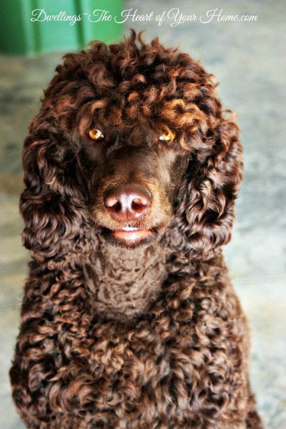 This is a beautiful chocolate standard poodle.  Website says