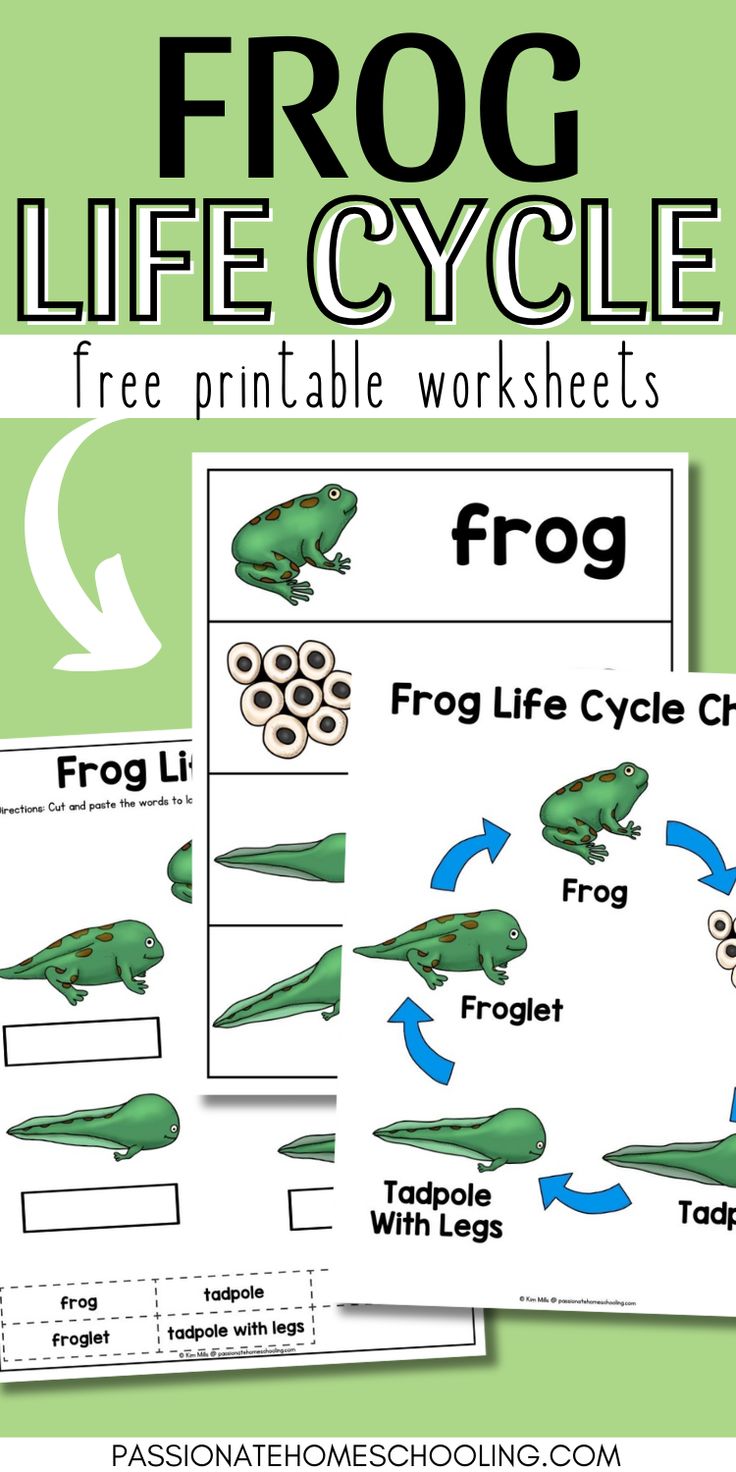Dive into the fascinating world of frogs with our free life 