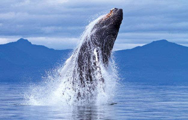 26 Tips For Better Photos | Popular Photography. There are s