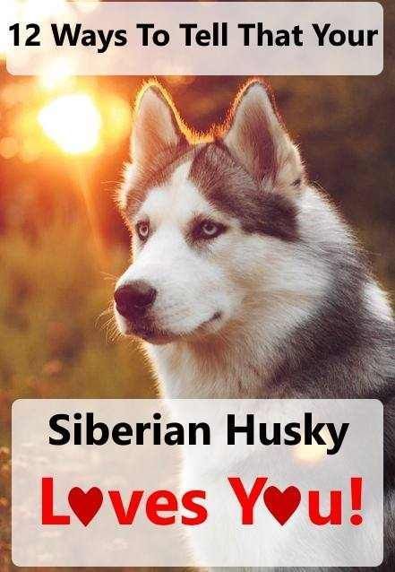 There are actually a number of ways to tell that your Siberi