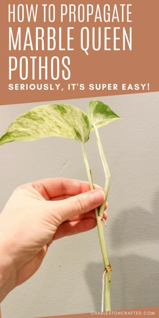 How to propagate marble queen pothos - keep your plants aliv
