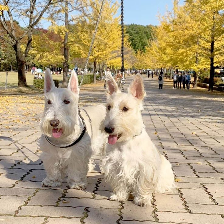 15 Interesting Facts About Scottish Terriers