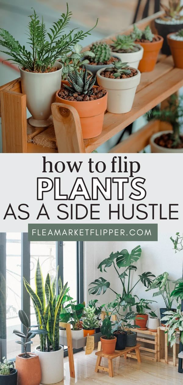 Learn how one entrepreneur turned a love for rare plants int