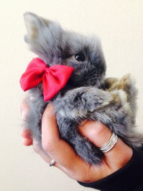 notes-my-life:  hoodjab :  Baby bunny abbiamo comprato per i