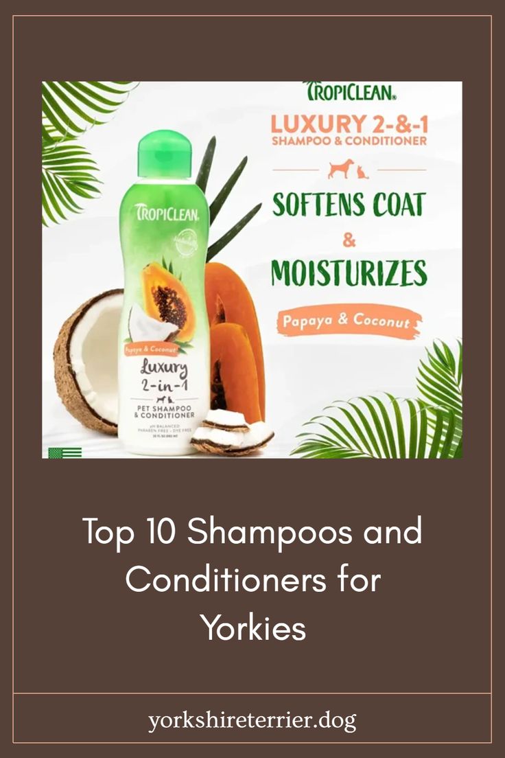 Top Shampoo and Conditioners for Yorkies