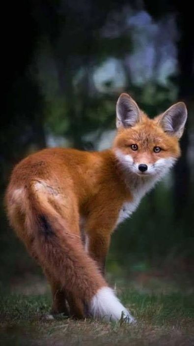 If you Love Foxes, You Must Click the Photo🔥 Exclusive Fox R