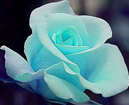 Tiffany blue rose!