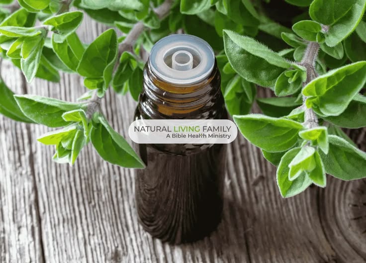 6 Ways Oregano Essential Oil Supports Overall Health & Immun