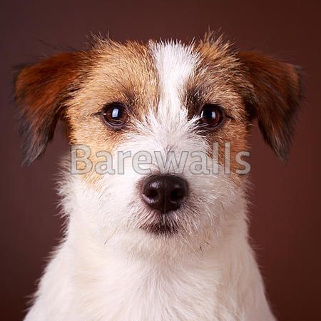 "Jack Russell Terrier dog" - Dog posters and prints availabl