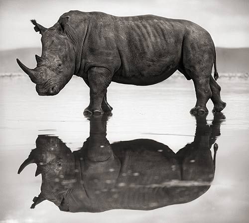 Beautiful Black Rhino Conservation efforts have seen gradual