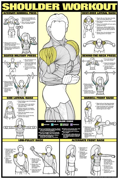 CO-ED Shoulder Workout Professional Fitness Gym Wall Chart P