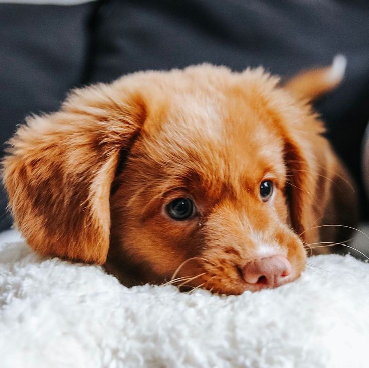 pup