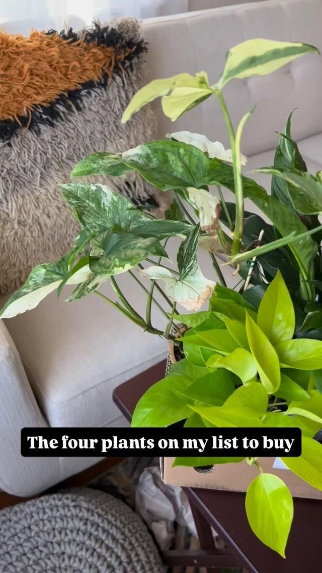 I’m just a plant mama with a thing for variegation 😎🪴

Wish 