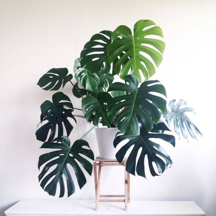 Monstera delisiosa Philodendron More