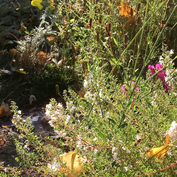 Make your fall garden bee-friendly!