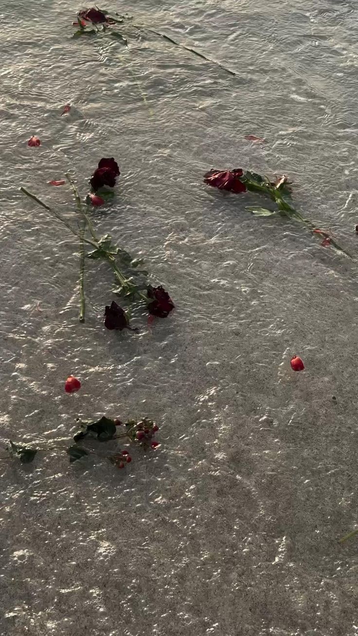 Red Rose