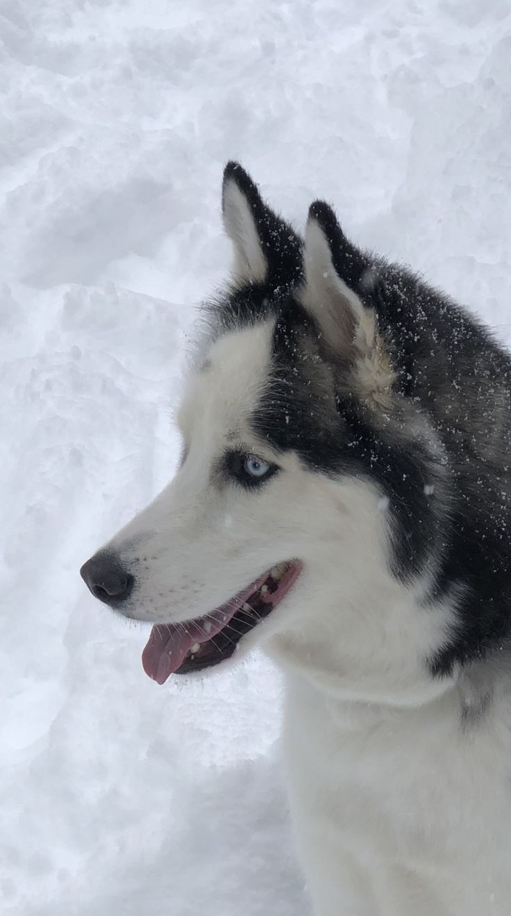 husky hiking with dogs