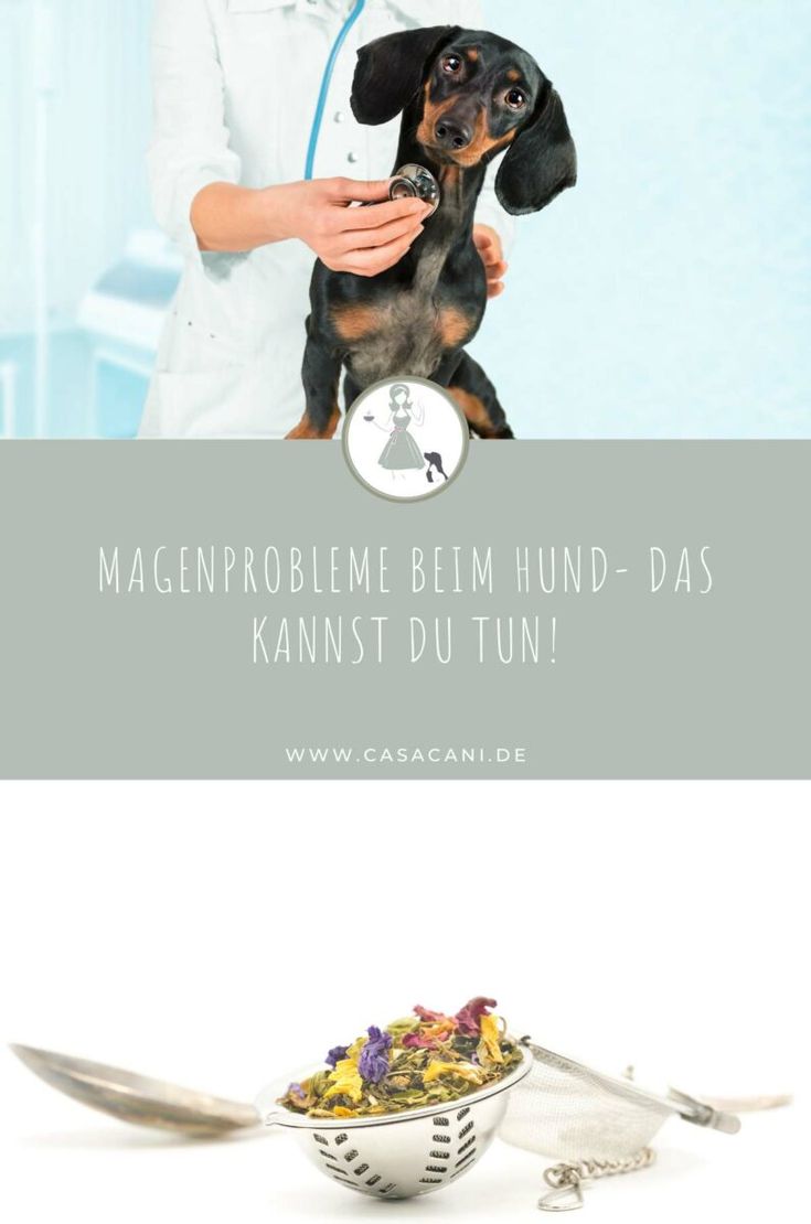 Magenprobleme beim Hund, gibt es das? Dein Hund schluckt Luf