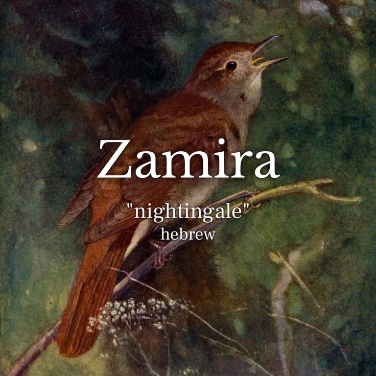 poetic girl name idea · #zamira

meaning: inspired by the im