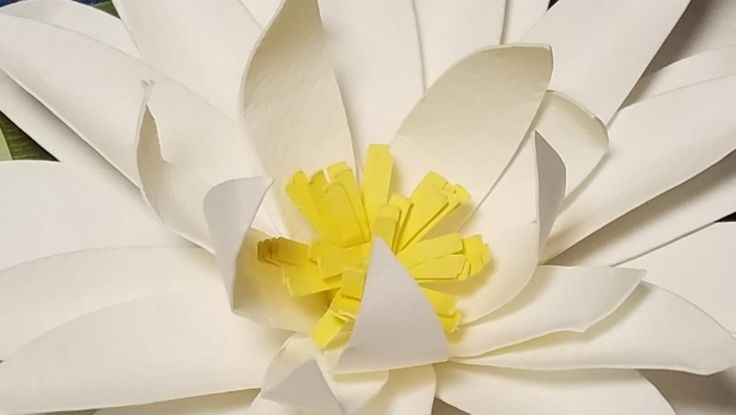 3D waterlily