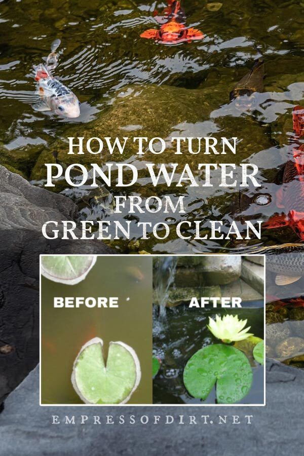 How to clean a pond without draining it or adding any chemic