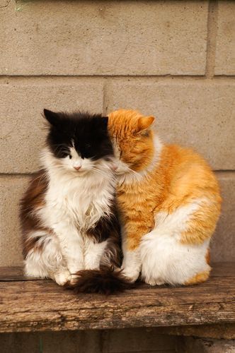 Are you more a cat or dog