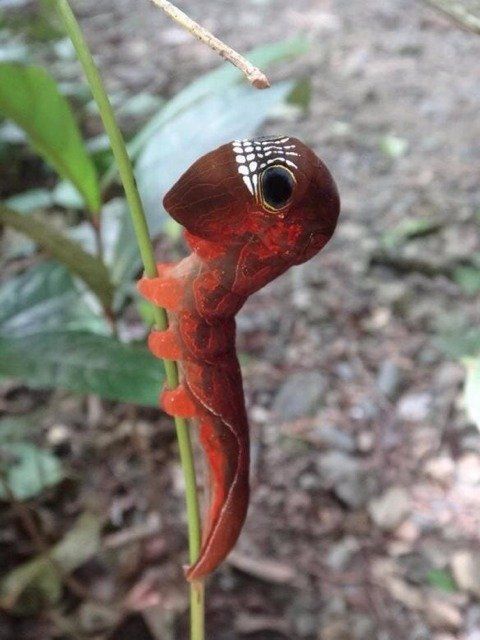 Big Headed Caterpillar of Phyllodes imperialis. Found in Aus