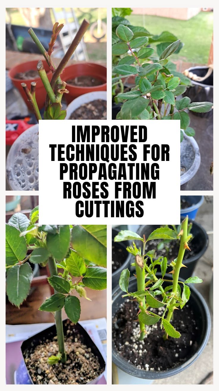 Stem cuttings remain the most popular approach, while layeri