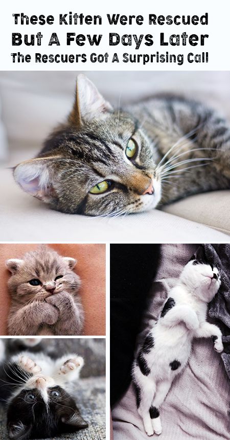 For one cat family, life was rough. Living in an old, beaten
