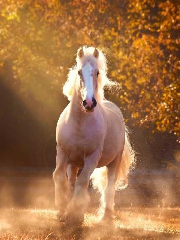 size: 12x9in Photographic Print: Horse Motion VIII by PHBurc