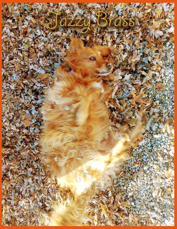 Jazzy rolling in last autumn's leaves.