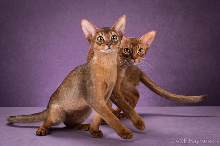 Abyssinian pair via Abyssinian Cat Club @ facebook