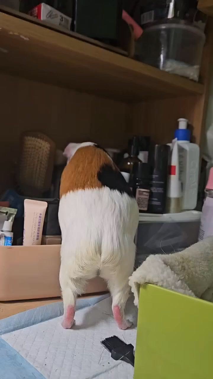 what she is doing😂🐹 #guineapighome #guineapig #cute #crazy #