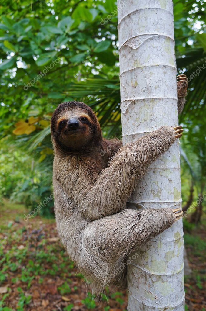 A three-toed sloth climbing on a tree - Stock Photo , #SPONS
