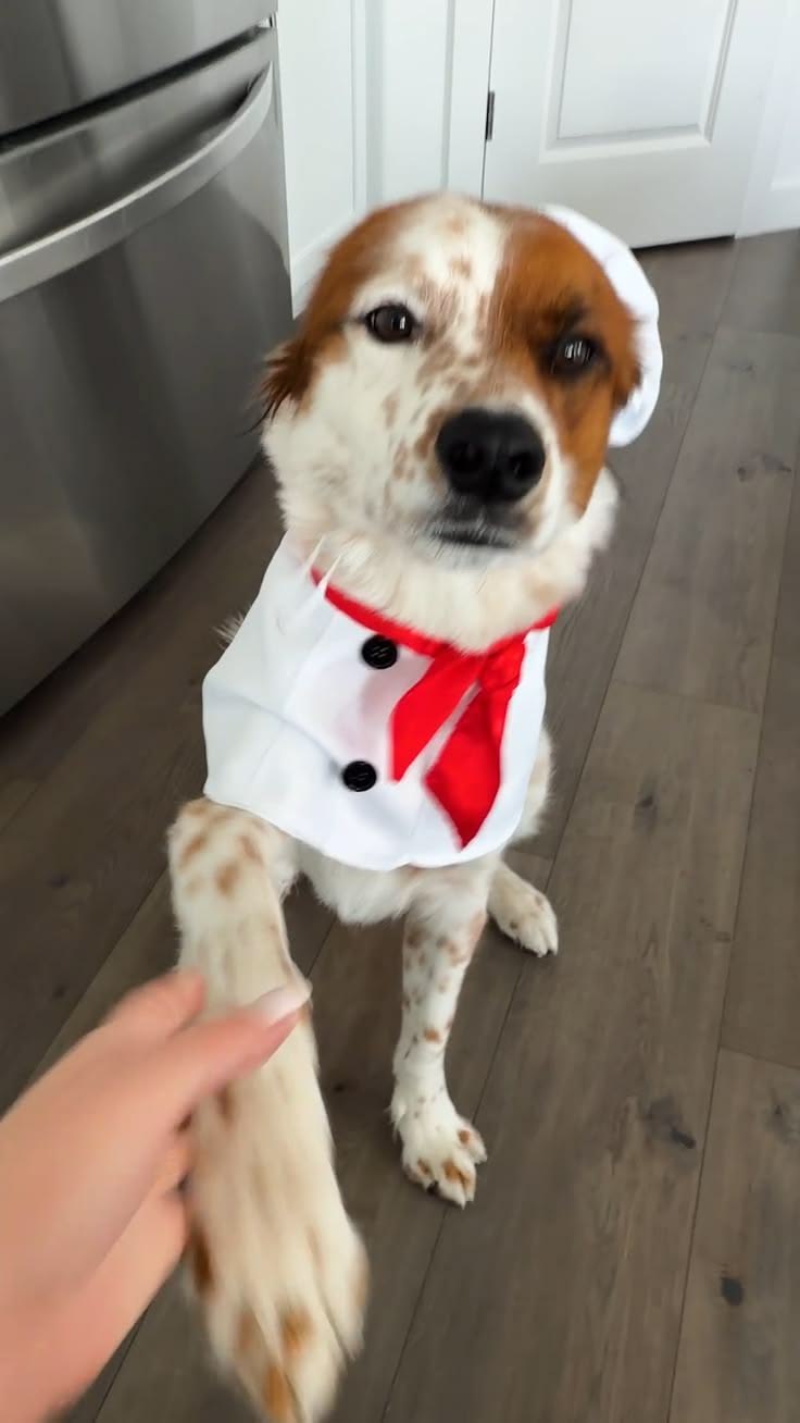 Only the best for our furry best friends. Show your best bud