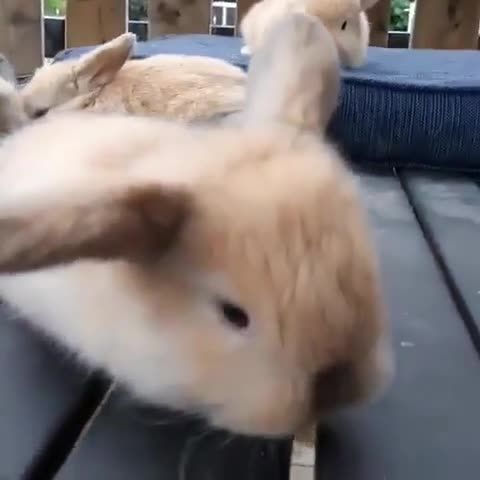 Rabbit