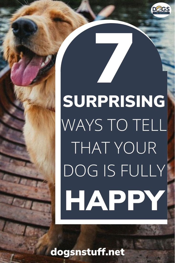 As a dog owner, its your job to recognize different forms of