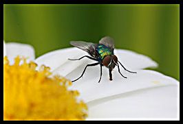 Macro shot of a fly on shasta daisy