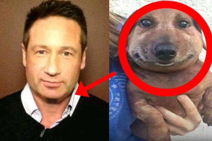 david duchovny…