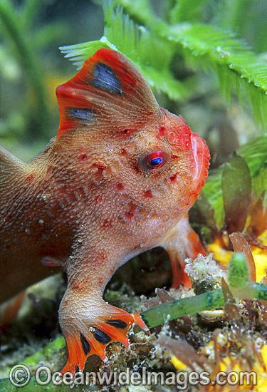 HandFish, a cousin to the angler fish.  Brachionichthys poli