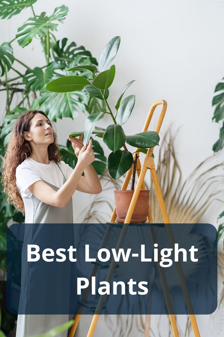 Here are the plants that can truly brighten up the dark corn