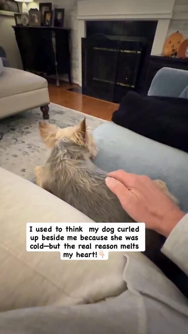 🐾 Did you know when your dog curls up on you, it’s not just 