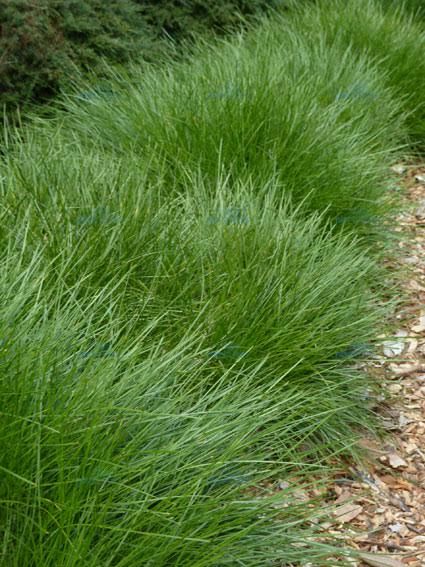 Lomandra "Breeze" - tough and evergreen and flowy and gorgeo