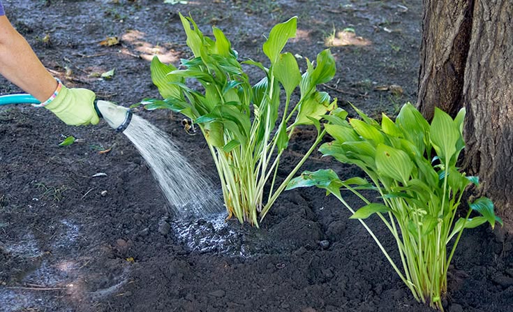 How to Water Perennial Plants: Learn the best way to water y