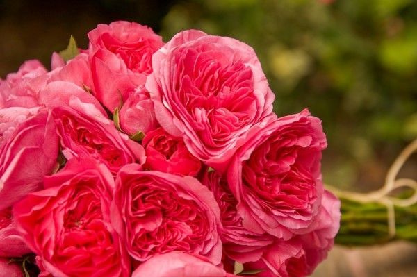 Baroness Pink Spray Garden Rose - Flower Explosion