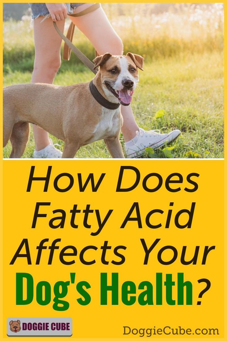 Besides promoting healthy skin and coat, there are several o