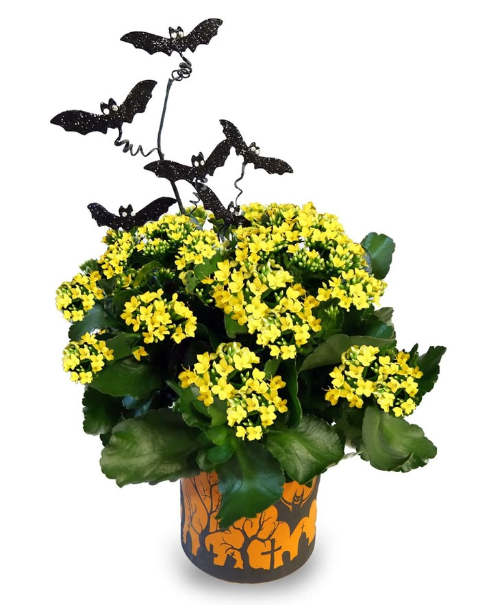 Bat to the Bone Kalanchoe | Indianapolis (IN) Flower Deliver