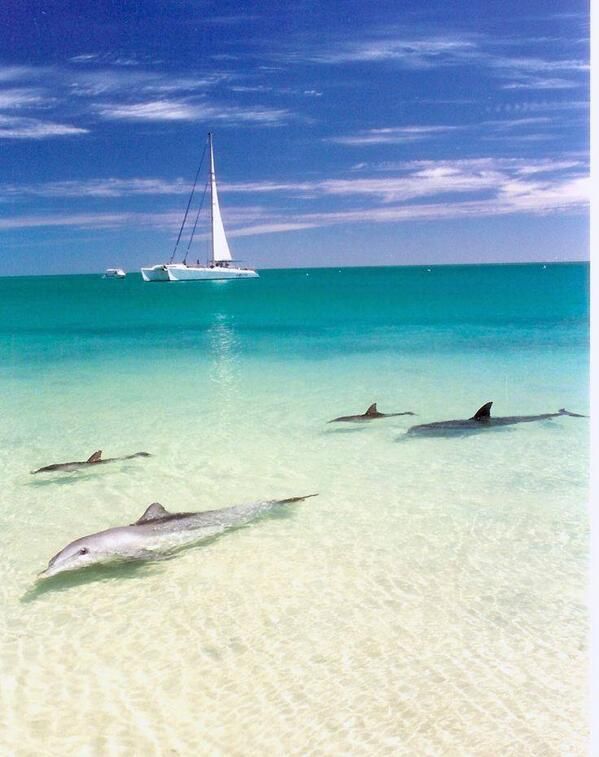 The dolphins coming to shore at Monkey Mia, Western Australi